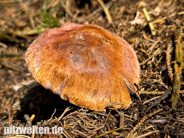 Dunkelfleckender Schleimkopf, Phlegmacium violaceomaculatum