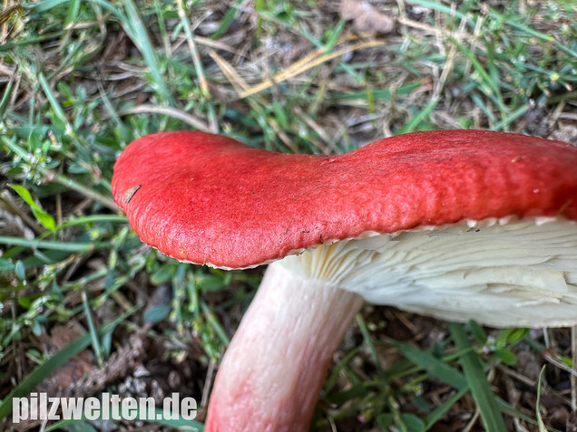 Blutroter Täubling, Bluttäubling, Russula sanguinaria