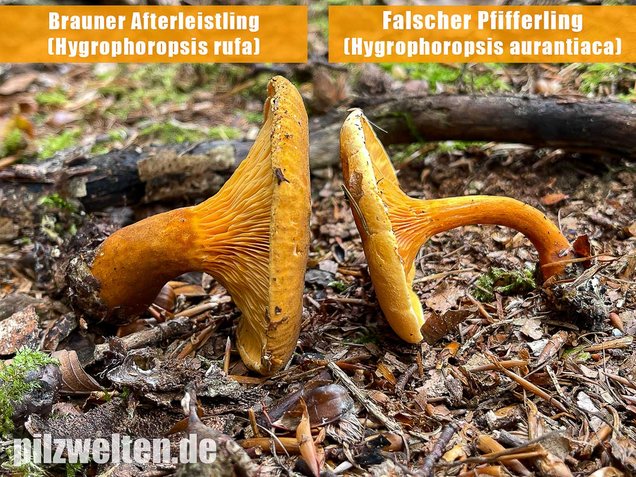 Falscher Pfifferling, Afterleistling, Hygrophoropsis aurantiaca
