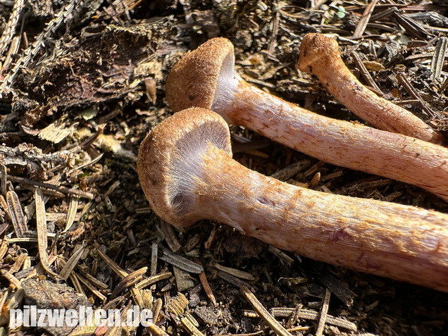 Schuppiger Dickfuß, Cortinarius pholideus