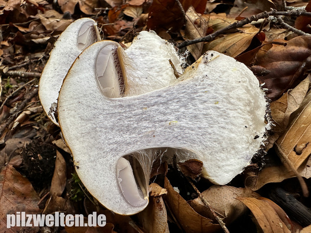 Breitknolliger Klumpfuß, Cortinarius saporatus