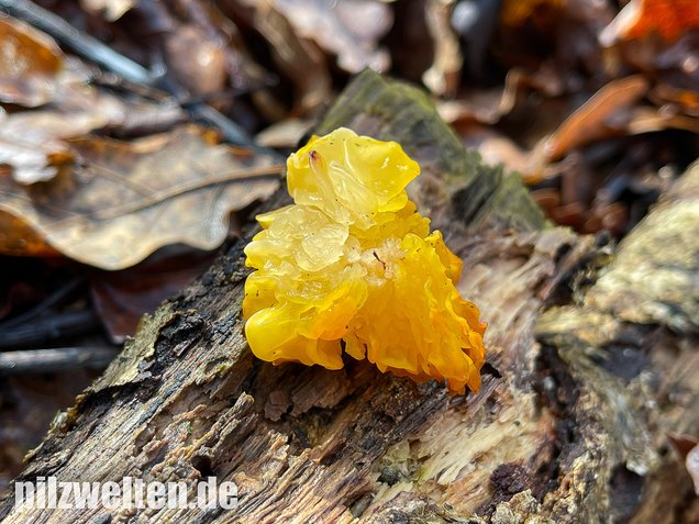 Goldgelber Zitterling, Yellow Brain Fungus, Tremella mesenterica