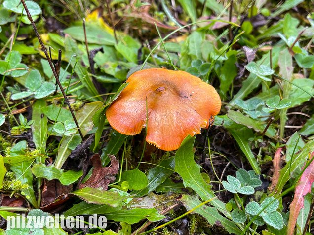 Kegeliger Saftling, Schwärzender Saftling, Hygrocybe conica