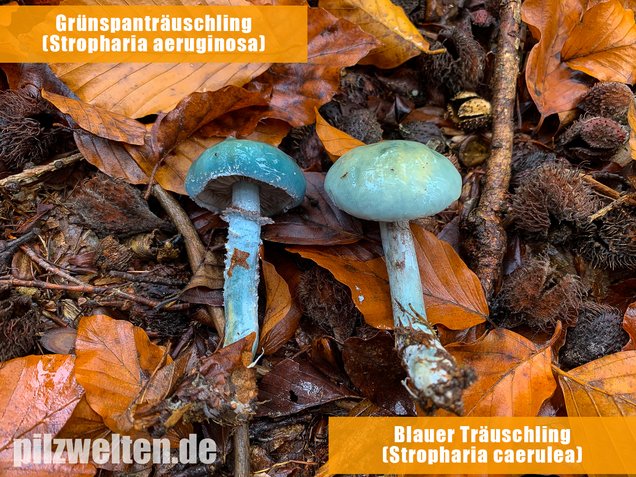 Grünspanträuschling, Stropharia aeruginosa