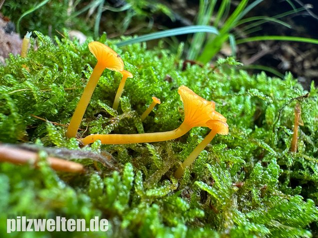 Orangeroter Heftelnabeling, Gelber Moosnabeling, Rickenella fibula