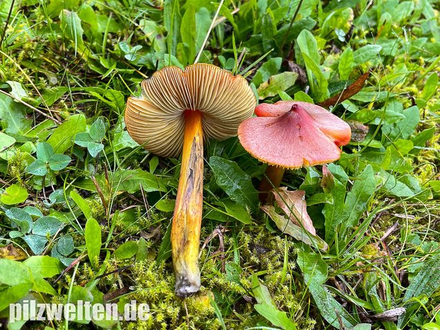 Kegeliger Saftling, Schwärzender Saftling, Hygrocybe conica