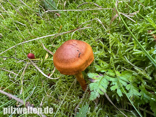 Orangerandiger Hautkopf, Cortinarius malicorius