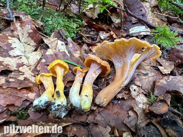 Gelbvioletter Pfifferling, Cantharellus ianthinoxanthus