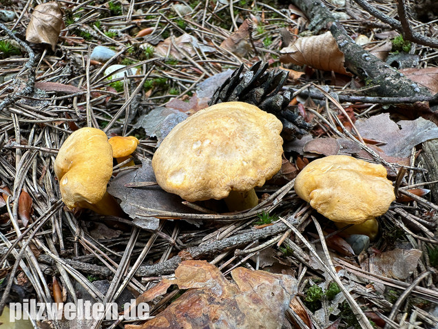 Bereifter Pfifferling, Blasser Nadelwaldpfifferling, Cantharellus subpruinosus