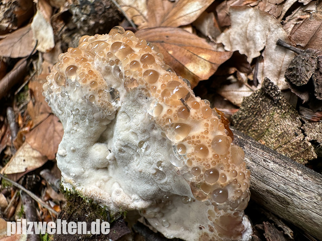 Getropfter Saftporling, Rötender Saftporling, Calcipostia guttulata