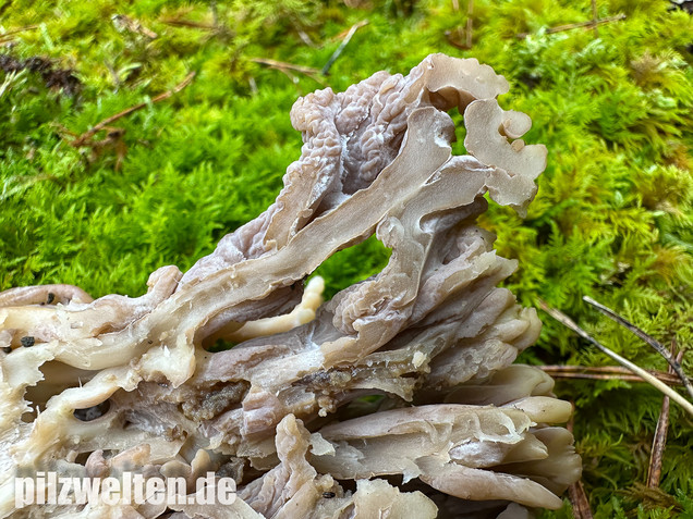 Graue Koralle, Grauer Keulenpilz, Clavulina cinerea