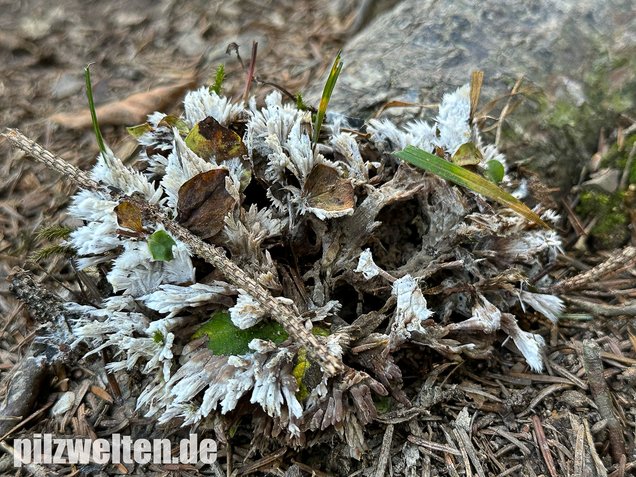 Weißer Warzenpilz, Blumenlederkoralle, Thelephora penicillata