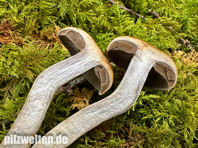 Olivgelber Schleimkopf, Cortinarius subtortus