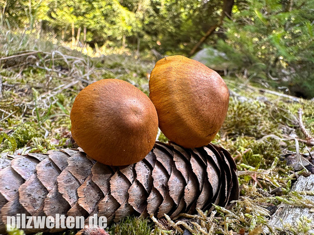 Orangerandiger Hautkopf, Cortinarius malicorius