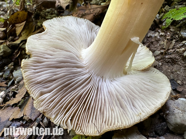 Graubeigeblättriger Risspilz, Sternsporiger Risspilz, Inocybe margaritispora