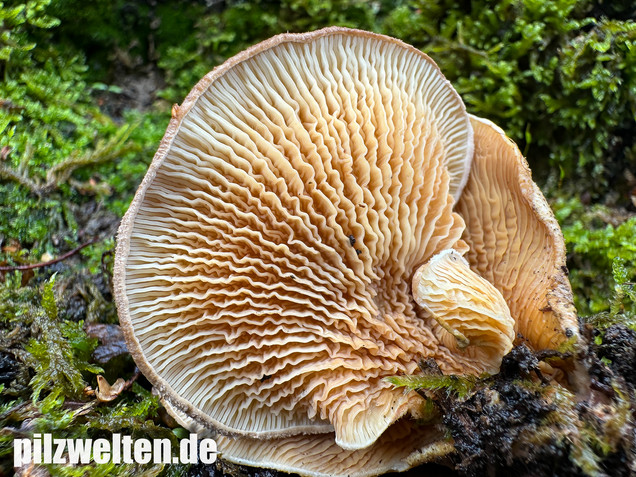 Muschelkrempling, Grubenschwamm, Tapinella panuoides