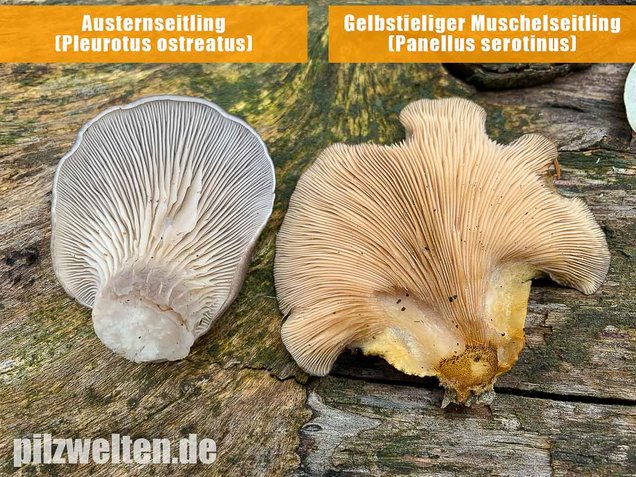 Austernseitling, Austernpilz, Kalbfleischpilz, Pleurotus ostreatus