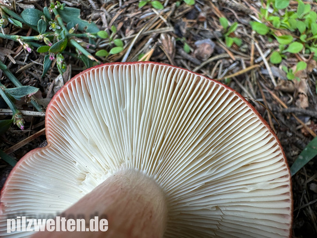 Blutroter Täubling, Bluttäubling, Russula sanguinaria