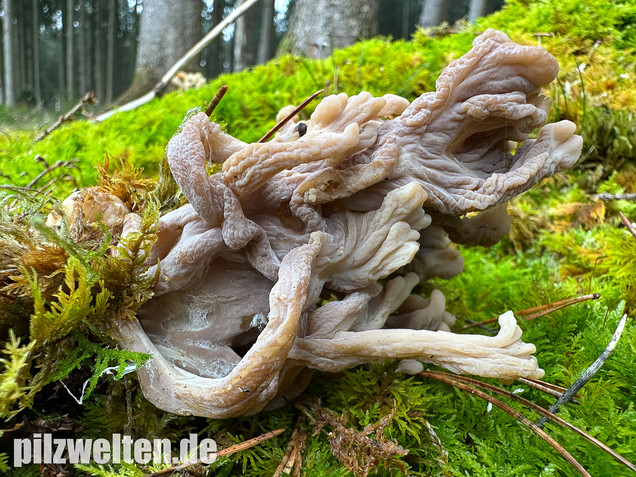 Graue Koralle, Grauer Keulenpilz, Clavulina cinerea