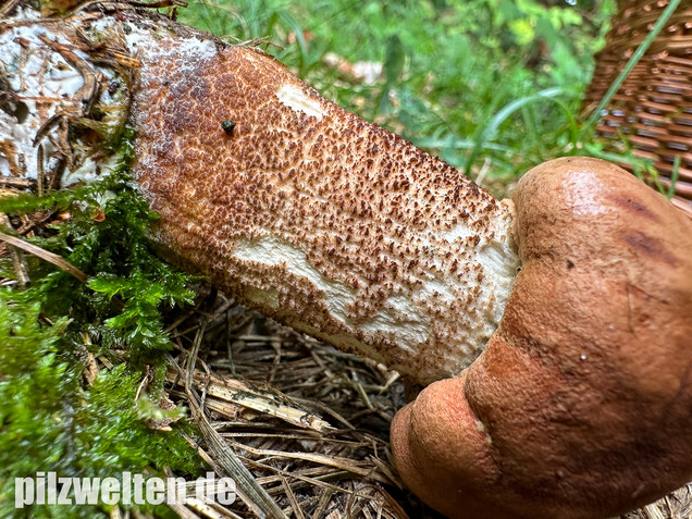 Laubwald-Rotkappe, Eichenrotkappe, Leccinum aurantiacum