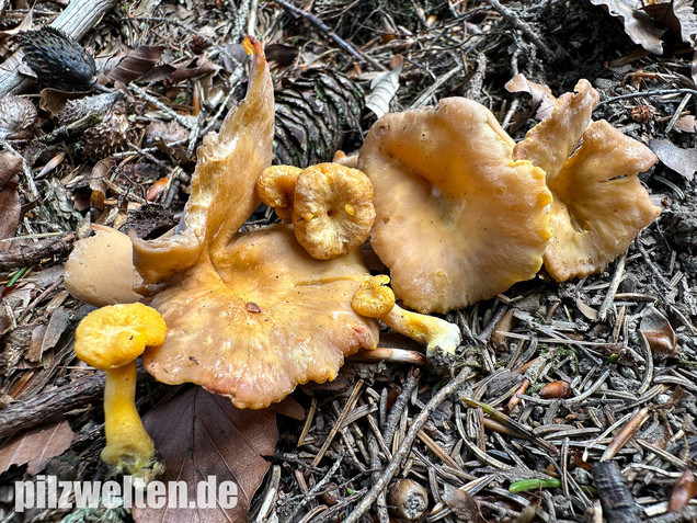 Gelbvioletter Pfifferling, Cantharellus ianthinoxanthus