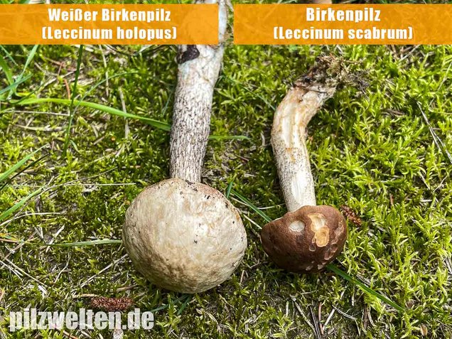 Weißer Birkenpilz, Leccinum holopus