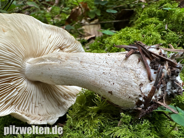 Seidiger Tigerritterling, Tricholoma filamentosum