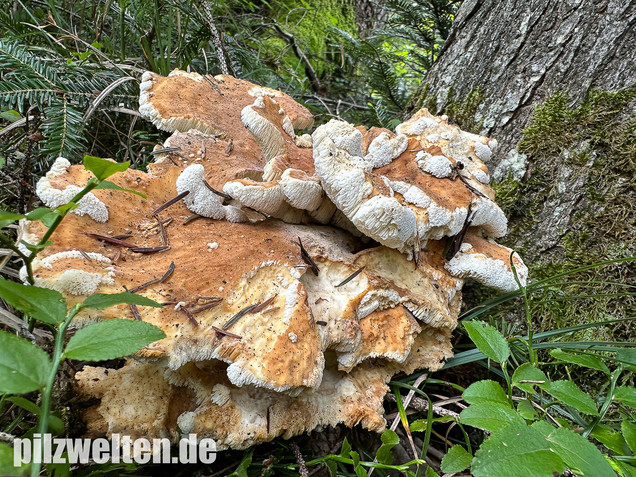 Bergporling, Bondarzewia mesenterica