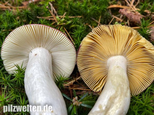 Buckeltäubling, Russula caerulea