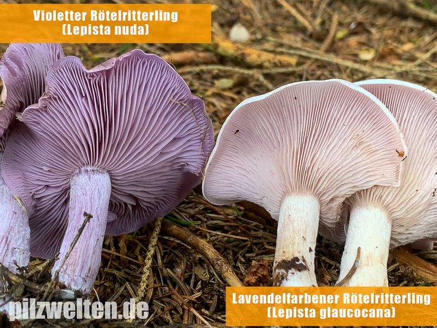 Lavendelfarbener Rötelritterling, Lepista glaucocana