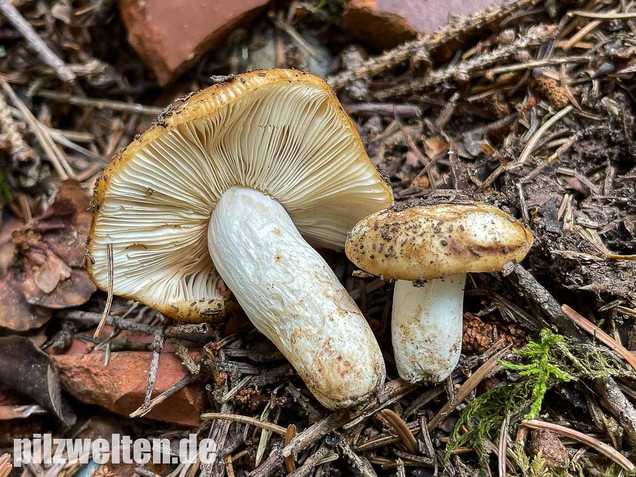 Mandeltäubling, Russula grata