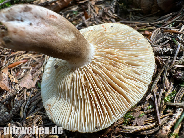 Pechschwarzer Milchling, Lactarius picinus