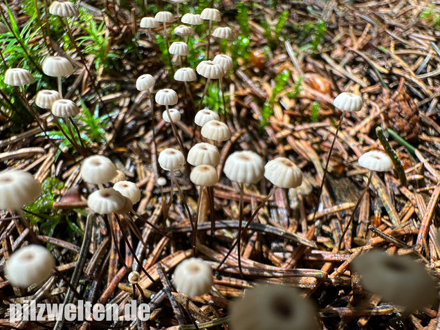 Nadelstreu-Käsepilzchen, Käsepilzchen, Marasmius wettsteinii