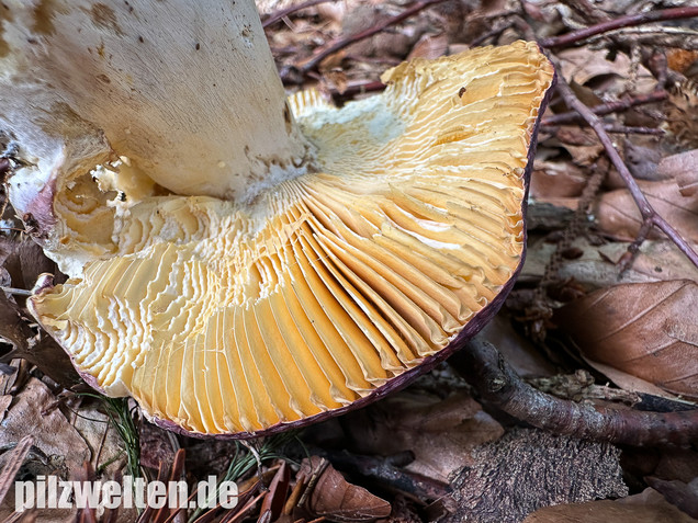 Weißstieliger Ledertäubling, Russula romellii