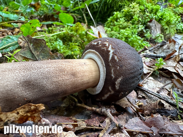 Rußbrauner Riesenschirmling, Düsterer Parasol, Macrolepiota procera var. fuliginosa