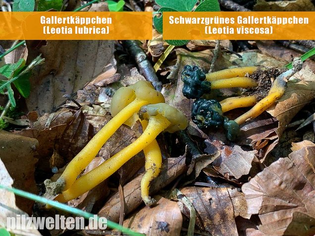 Schwarzgrünes Gallertkäppchen, Leotia viscosa