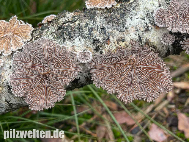 Gemeiner Spaltblättling, Schizophyllum commune