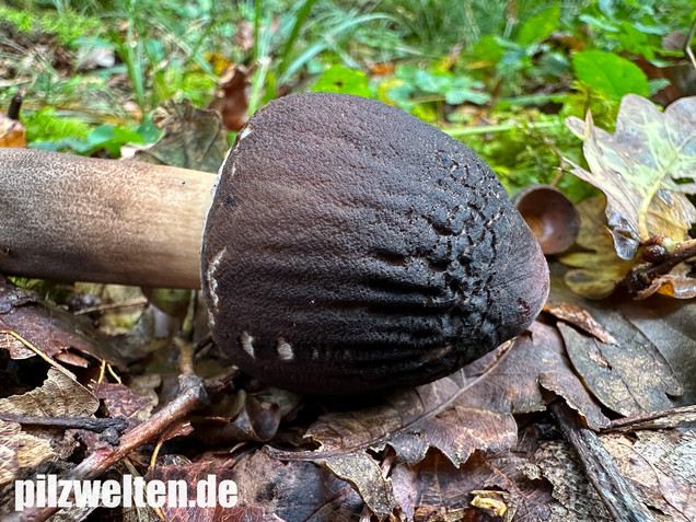 Rußbrauner Riesenschirmling, Düsterer Parasol, Macrolepiota procera var. fuliginosa