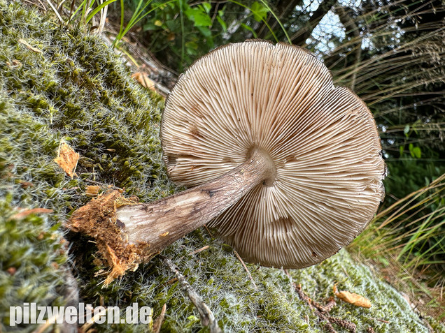 Schwarzschneidiger Dachpilz, Pluteus atromarginatus