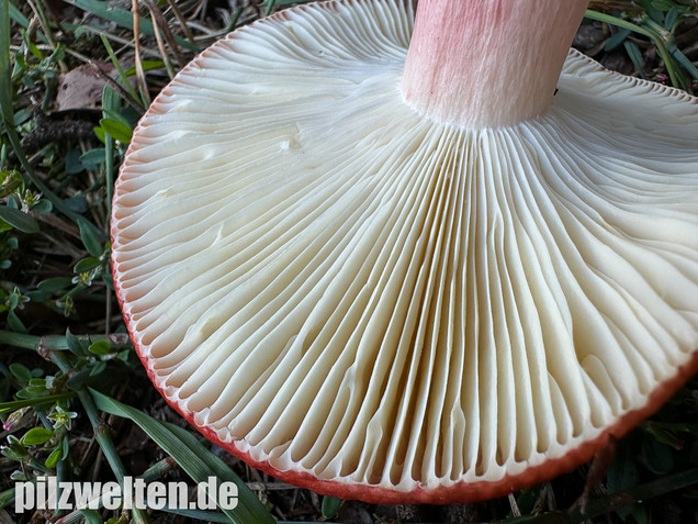 Blutroter Täubling, Bluttäubling, Russula sanguinaria