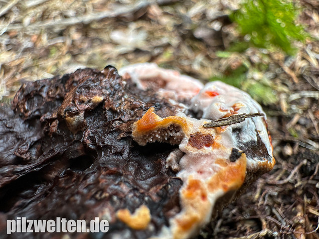 Scharfer Korkstacheling, Blutender Korkstacheling, Hydnellum peckii