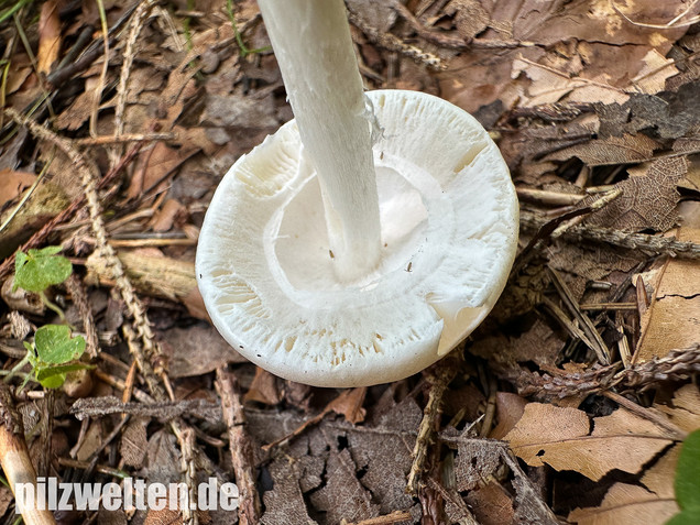 Kegelhütiger Knollenblätterpilz, Amanita virosa