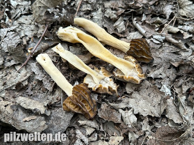 Käppchenmorchel, Morchella semilibera