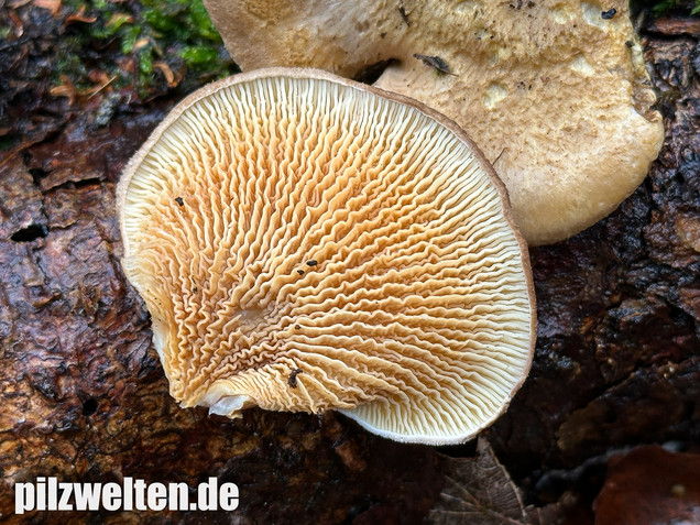 Muschelkrempling, Grubenschwamm, Tapinella panuoides