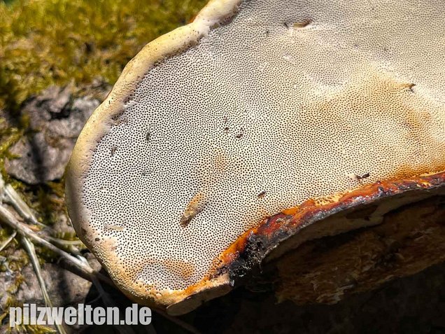 Rotrandiger Baumschwamm, Fomitopsis pinicola