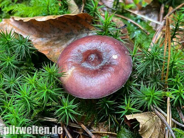 Buckeltäubling, Russula caerulea