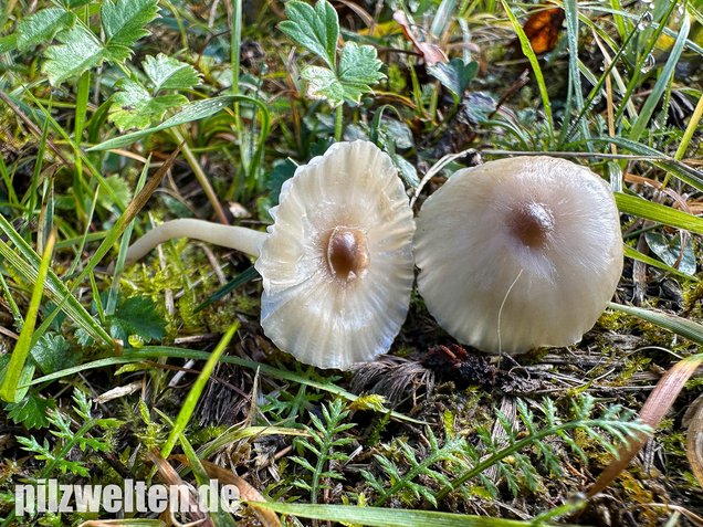 Dunkelscheibiger Ellerling, Hygrocybe virginea var. fuscescens