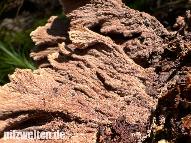 Gemeiner Erdwarzenpilz, Thelephora terrestris