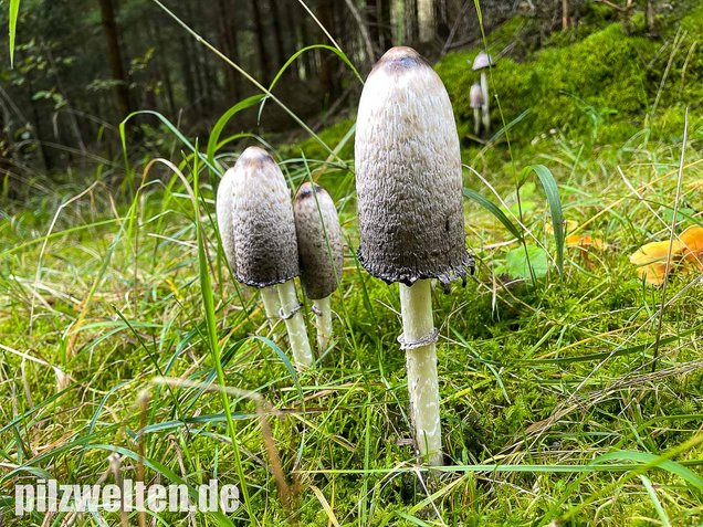 Schopftintling, Coprinus comatus