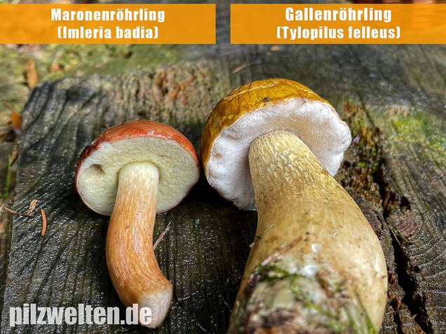 Gallenröhrling, Bitterling, Bitterpilz, Tylopilus felleus
